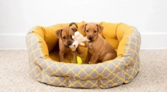 Kattintások a fiúk kutyákra: hogyan válasszuk ki?